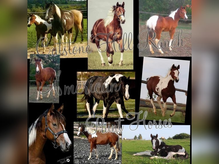 Paint Horse Mare 16 years 14,2 hh Pinto in Dischingen