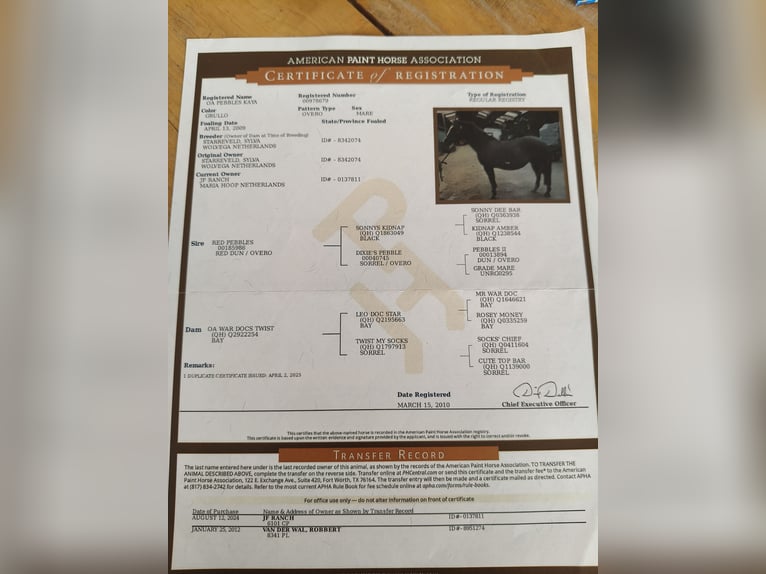 Paint Horse Mare 16 years 14,2 hh Grullo in Maria Hoop Paint Horse Mare 16 years 14,2 hh Grullo in Maria Hoop