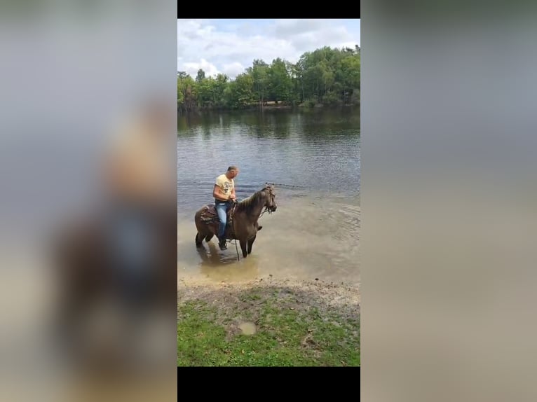 Paint Horse Mare 16 years 14,2 hh Grullo in Maria Hoop