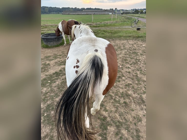 Paint Horse Mare 16 years 15,2 hh Brown in lanouée