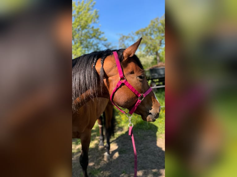 Paint Horse Mix Mare 16 years 15,2 hh Brown in M&#xFC;hlhausen/Th&#xFC;ringen