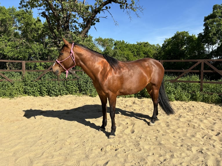 Paint Horse Mix Mare 16 years 15,2 hh Brown in M&#xFC;hlhausen/Th&#xFC;ringen