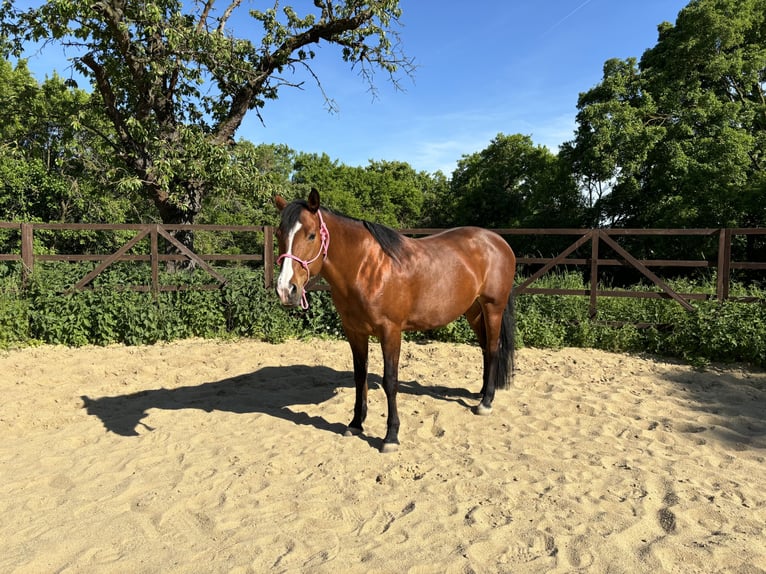 Paint Horse Mix Mare 16 years 15,2 hh Brown in M&#xFC;hlhausen/Th&#xFC;ringen