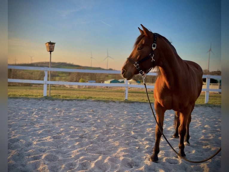 Paint Horse Mix Mare 16 years 15,2 hh Brown in M&#xFC;hlhausen/Th&#xFC;ringen