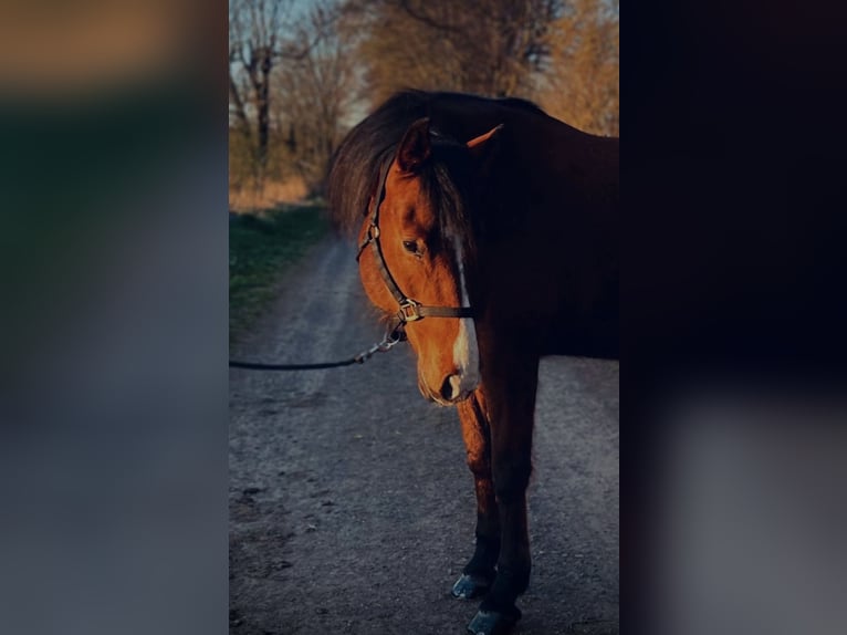 Paint Horse Mix Mare 16 years 15,2 hh Brown in M&#xFC;hlhausen/Th&#xFC;ringen