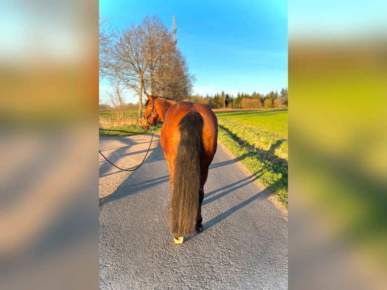 Paint Horse Mix Mare 16 years 15,2 hh Brown in M&#xFC;hlhausen/Th&#xFC;ringen