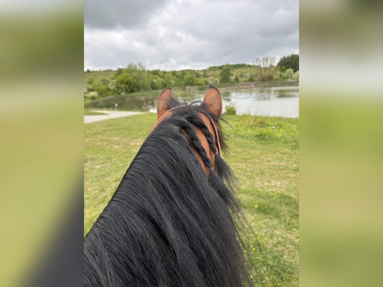 Paint Horse Mix Mare 16 years 15,2 hh Brown in M&#xFC;hlhausen/Th&#xFC;ringen