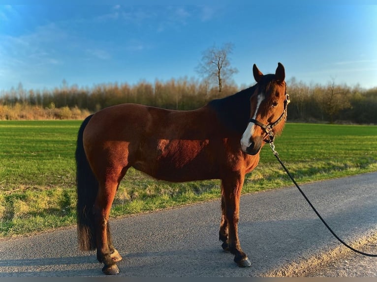Paint Horse Mix Mare 16 years 15,2 hh Brown in M&#xFC;hlhausen/Th&#xFC;ringen
