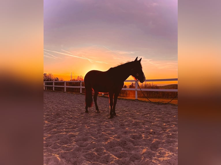 Paint Horse Mix Mare 16 years 15,2 hh Brown in M&#xFC;hlhausen/Th&#xFC;ringen