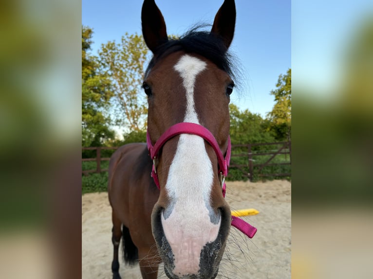 Paint Horse Mix Mare 16 years 15,2 hh Brown in M&#xFC;hlhausen/Th&#xFC;ringen