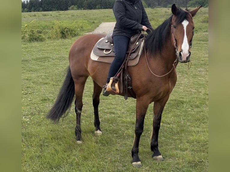 Paint Horse Mix Mare 16 years 15,2 hh Brown in M&#xFC;hlhausen/Th&#xFC;ringen