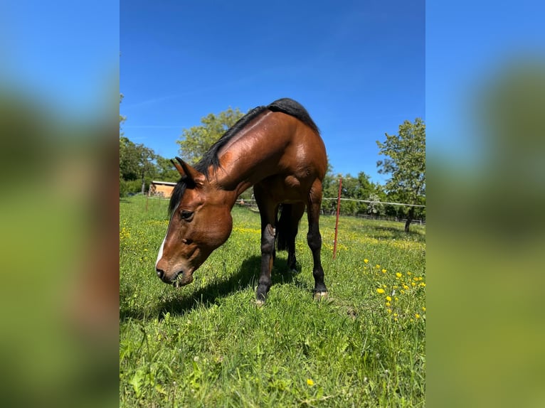 Paint Horse Mix Mare 16 years 15,2 hh Brown in M&#xFC;hlhausen/Th&#xFC;ringen
