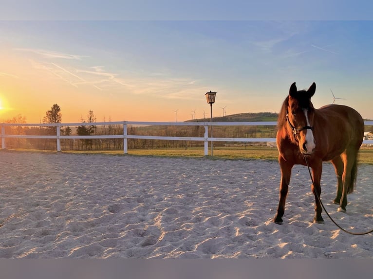 Paint Horse Mix Mare 16 years 15,2 hh Brown in M&#xFC;hlhausen/Th&#xFC;ringen