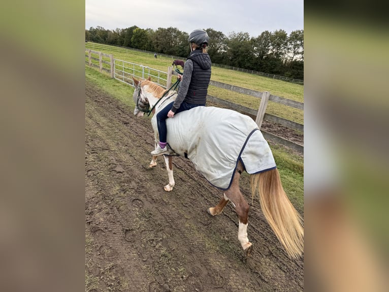 Paint Horse Mare 17 years 14,2 hh Sabino in Bad Bramstedt