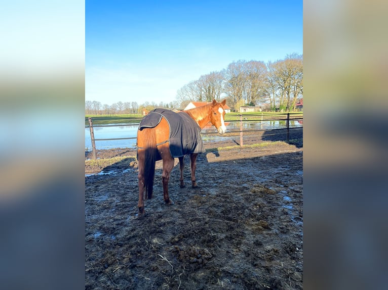 Paint Horse Mare 17 years 14,3 hh Overo-all-colors in Bramsche