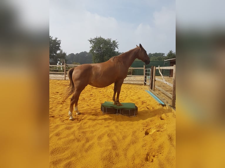 Paint Horse Mix Mare 17 years 15 hh Chestnut in Marl
