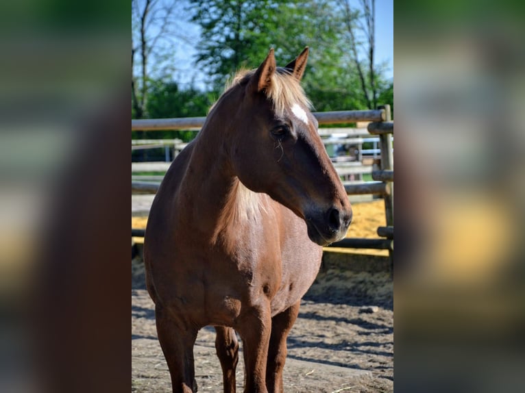 Paint Horse Mix Mare 17 years 15 hh Chestnut in Marl
