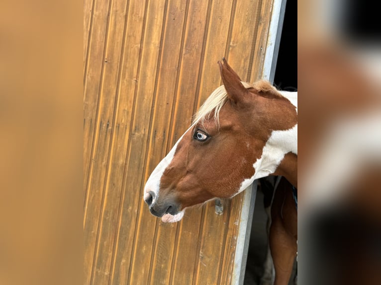 Paint Horse Mare 17 years 15 hh Tobiano-all-colors in Rheinbach Paint Horse Mare 17 years 15 hh Tobiano-all-colors in Rheinbach