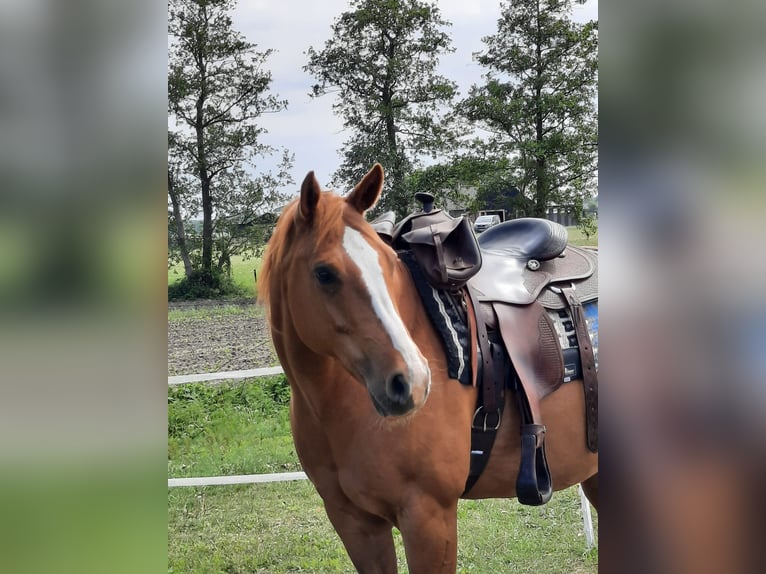 Paint Horse Mare 17 years 15,2 hh Chestnut-Red in Elburg