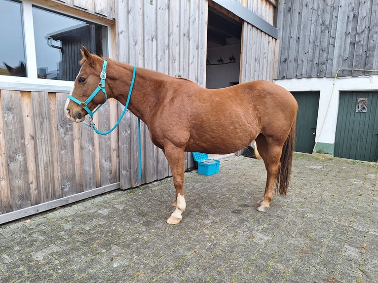 Paint Horse Mix Mare 18 years 13,2 hh Chestnut-Red in Niederstetten