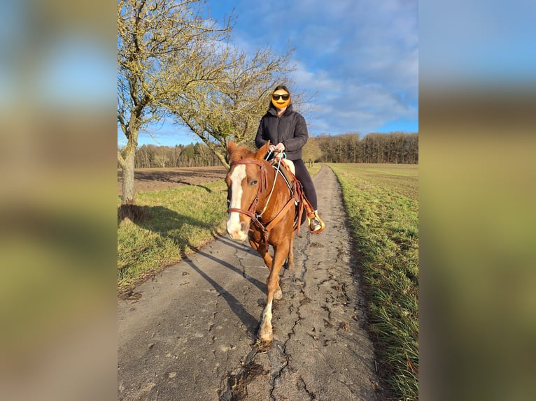 Paint Horse Mix Mare 18 years 13,2 hh Chestnut-Red in Niederstetten