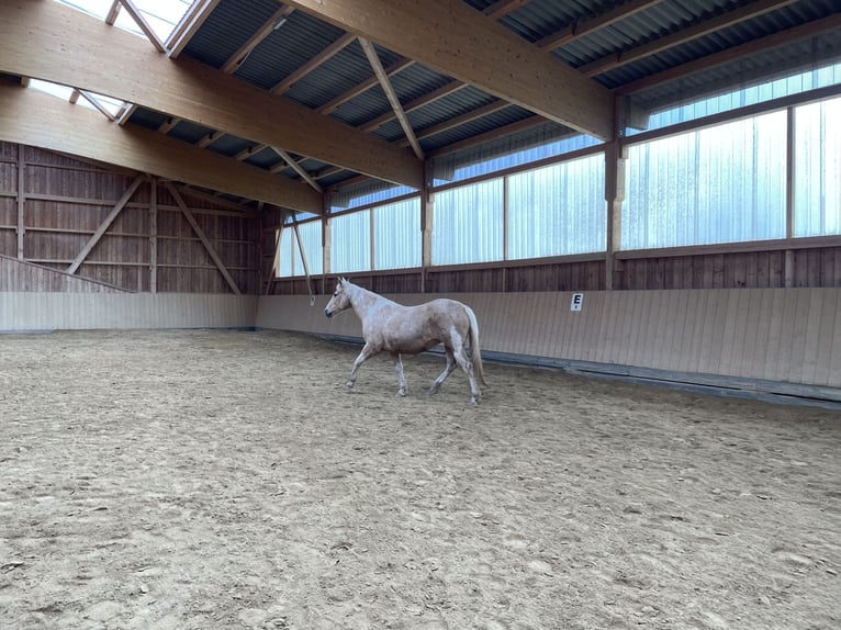 Paint Horse Mare 18 years 14,2 hh Tobiano-all-colors in Brensbach