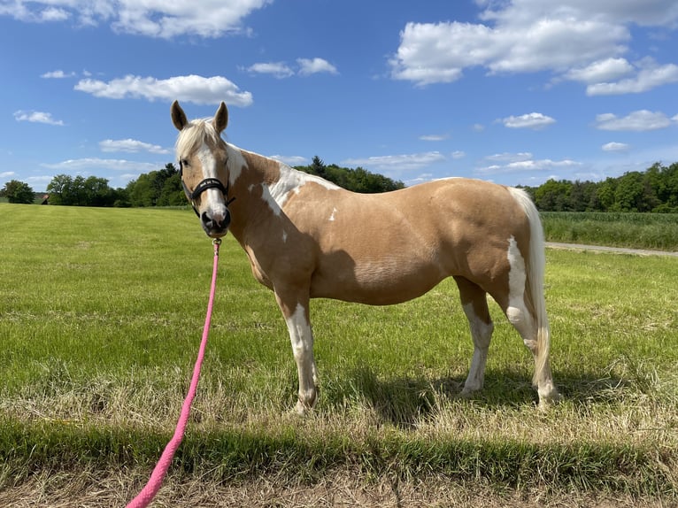 Paint Horse Mare 18 years 14,2 hh Tobiano-all-colors in Brensbach