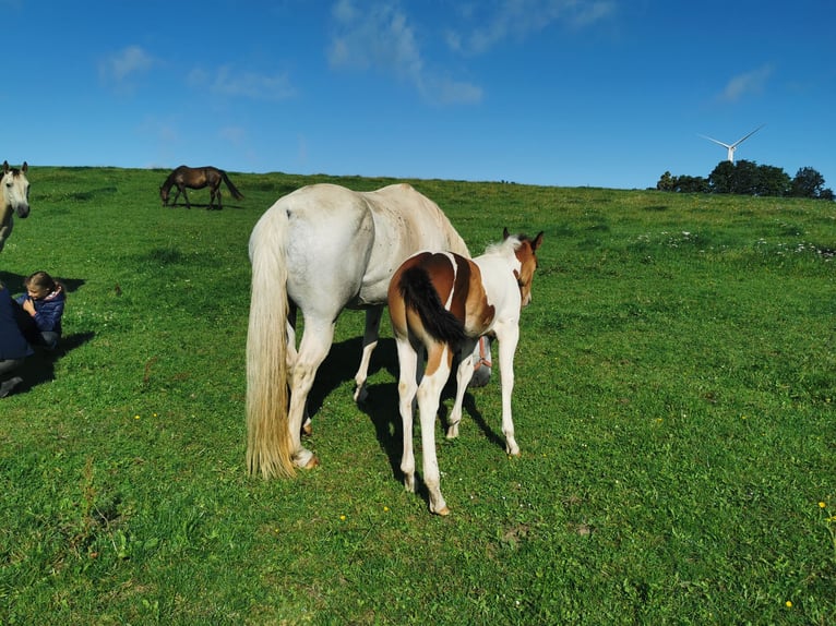 Paint Horse Mare 18 years 15,1 hh Gray-Dapple in BETTELDORF