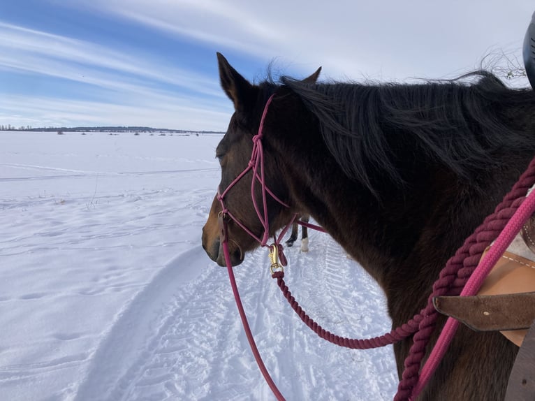 Paint Horse Mare 19 years 14,2 hh Brown in Mühlhausen/Thüringen