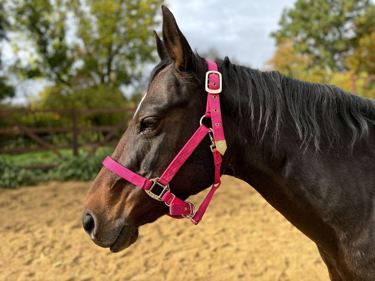 Paint Horse Mare 19 years 14,2 hh Brown in Mühlhausen/Thüringen