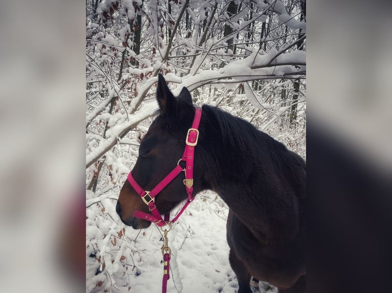 Paint Horse Mare 19 years 14,2 hh Brown in Mühlhausen/Thüringen