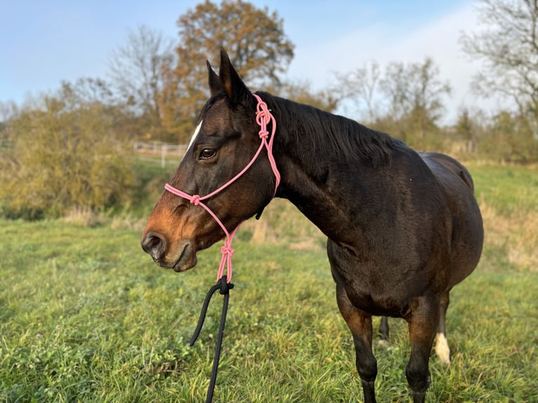 Paint Horse Mare 19 years 14,2 hh Brown in Mühlhausen/Thüringen