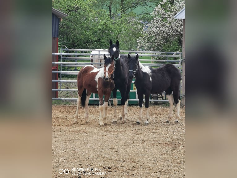 Paint Horse Mare 19 years 15,1 hh Gray-Dapple in BETTELDORF