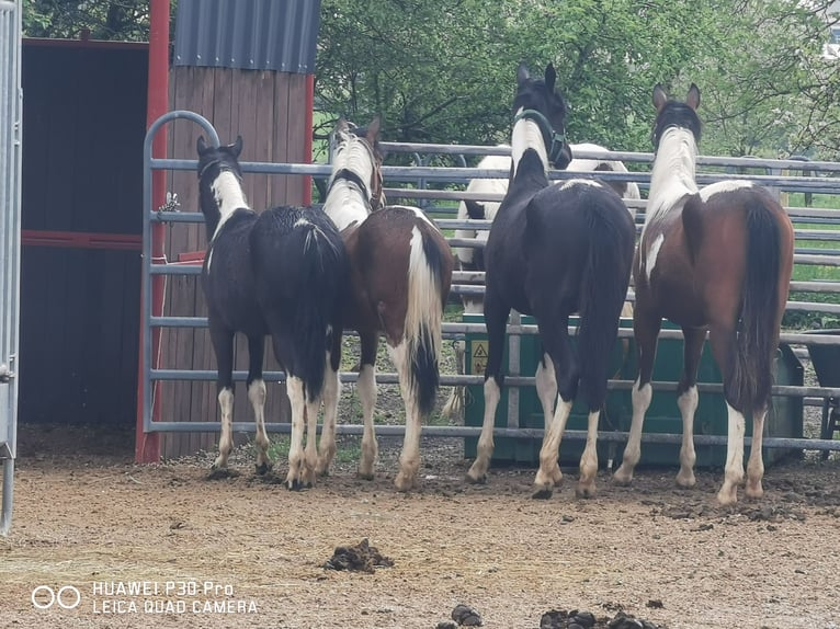 Paint Horse Mare 19 years 15,1 hh Gray-Dapple in BETTELDORF