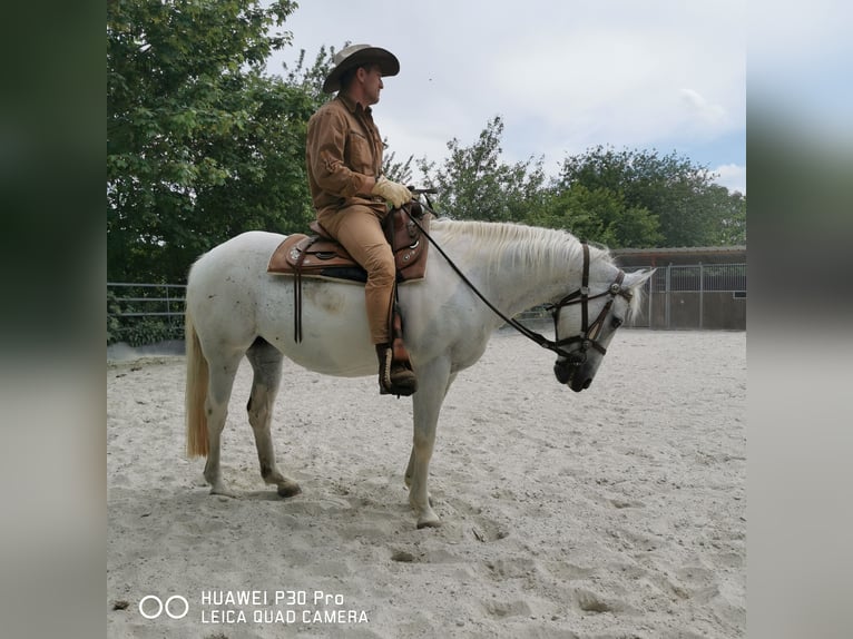 Paint Horse Mare 19 years 15,1 hh Gray-Dapple in BETTELDORF