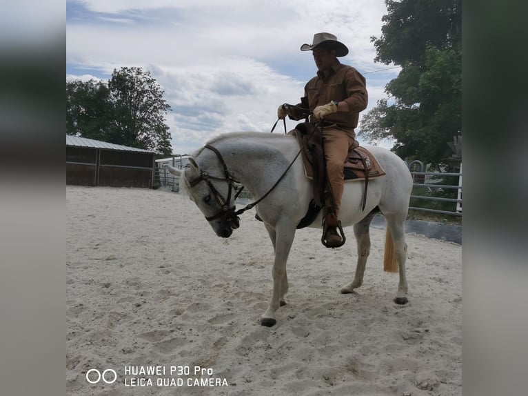 Paint Horse Mare 19 years 15,1 hh Gray-Dapple in BETTELDORF