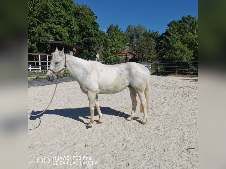 Paint Horse Mare 19 years 15,1 hh Gray-Dapple in BETTELDORF