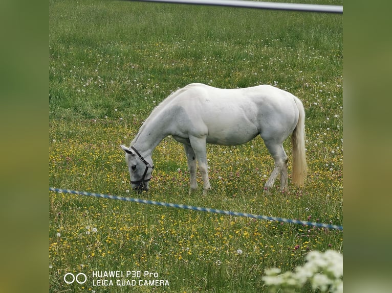 Paint Horse Mare 19 years 15,1 hh Gray-Dapple in BETTELDORF