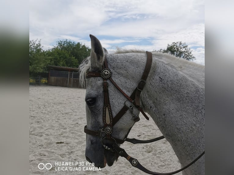 Paint Horse Mare 19 years 15,1 hh Gray-Dapple in BETTELDORF