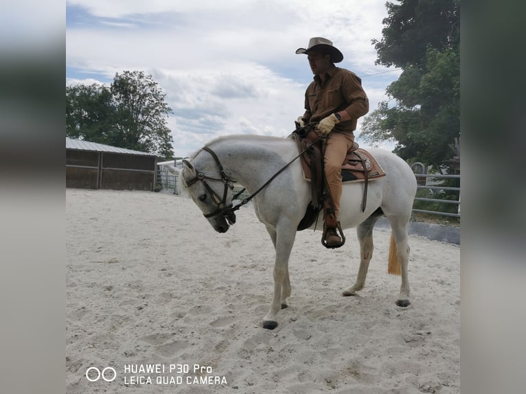 Paint Horse Mare 19 years 15,1 hh Gray-Dapple in BETTELDORF