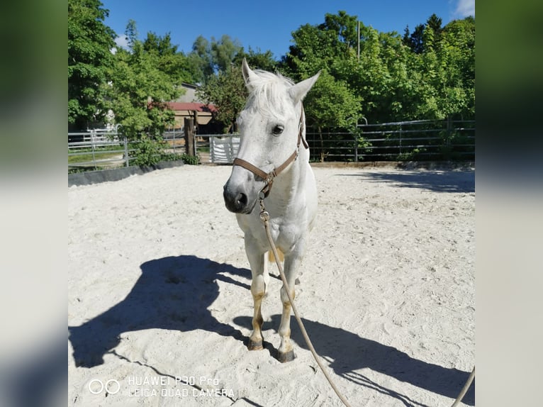 Paint Horse Mare 19 years 15,1 hh Gray-Dapple in BETTELDORF