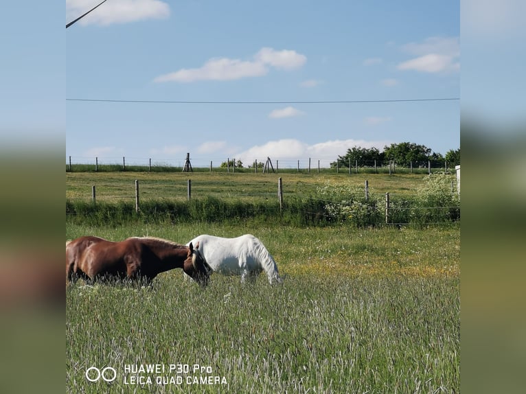 Paint Horse Mare 19 years 15,1 hh Gray-Dapple in BETTELDORF