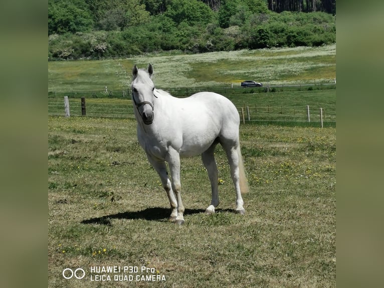 Paint Horse Mare 19 years 15,1 hh Gray-Dapple in BETTELDORF