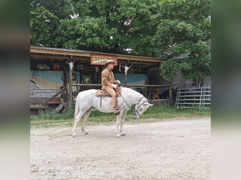 Paint Horse Mare 19 years 15,1 hh Gray-Dapple in BETTELDORF