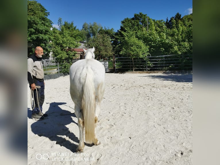 Paint Horse Mare 19 years 15,1 hh Gray-Dapple in BETTELDORF