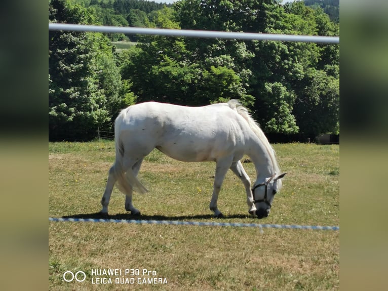 Paint Horse Mare 19 years 15,1 hh Gray-Dapple in BETTELDORF
