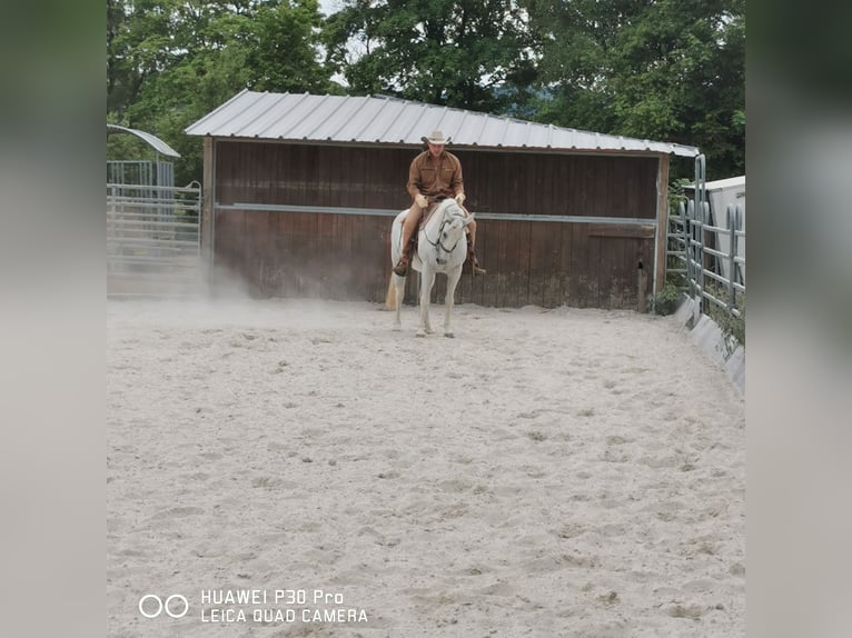 Paint Horse Mare 19 years 15,1 hh Gray-Dapple in BETTELDORF