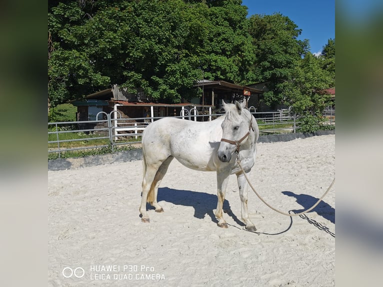 Paint Horse Mare 19 years 15,1 hh Gray-Dapple in BETTELDORF