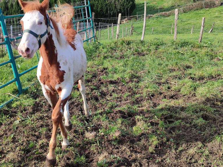 Paint Horse Mare 1 year 13,2 hh Overo-all-colors in Balmaseda