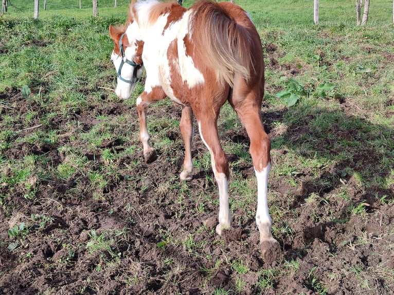 Paint Horse Mare 1 year 13,2 hh Overo-all-colors in Balmaseda